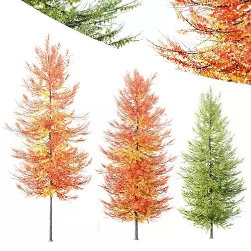 Plants Acer X freemanii Freeman Maple Sapindaceae Umbrella Set02 3D model