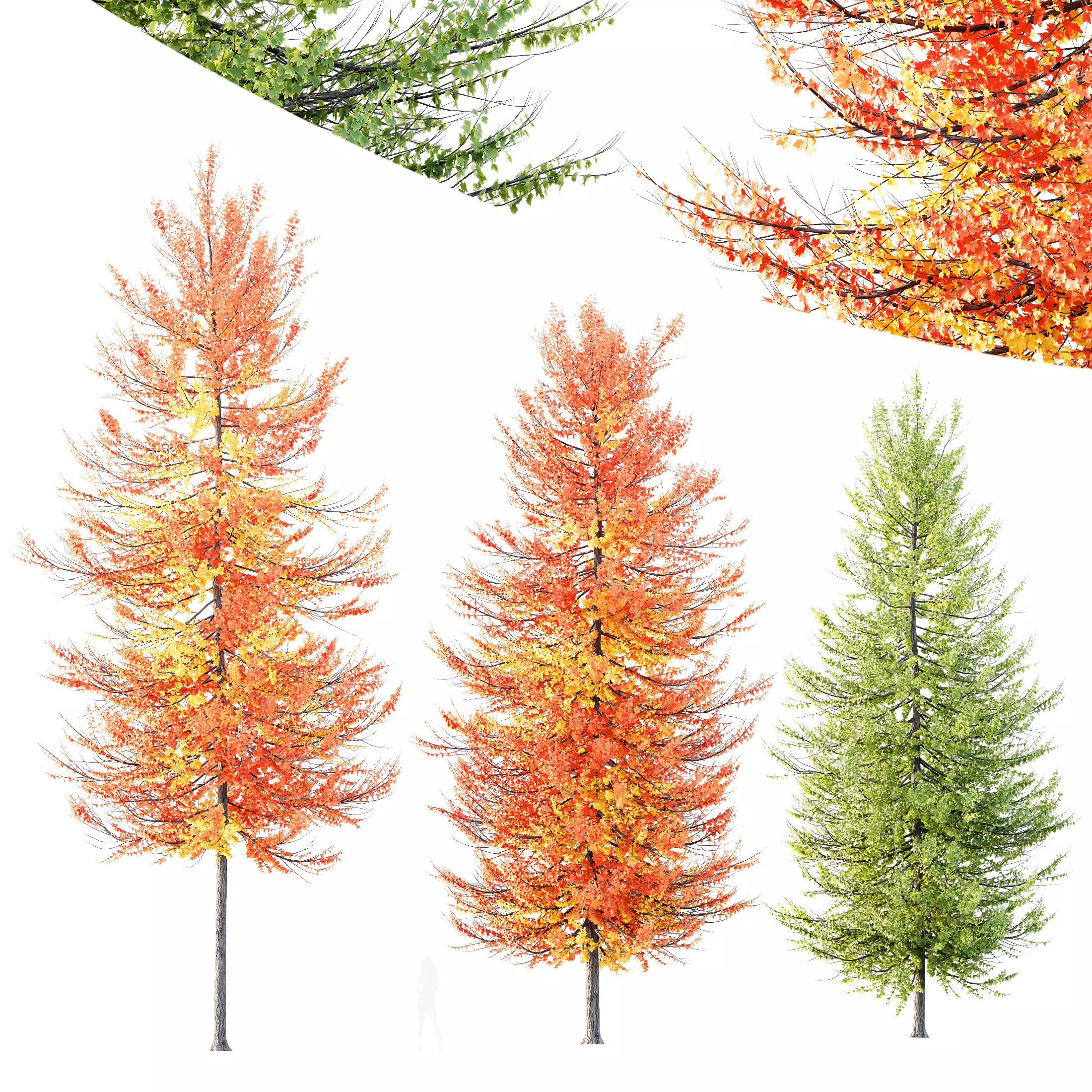 Plants Acer X freemanii Freeman Maple Sapindaceae Umbrella Set02 3D model_0
