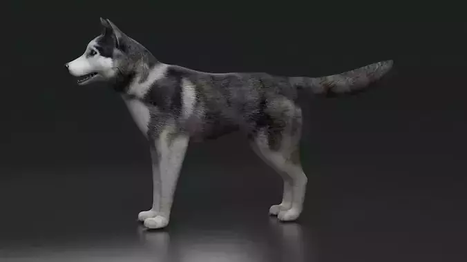 husky dog terrier Pet Dog arctic Labrador