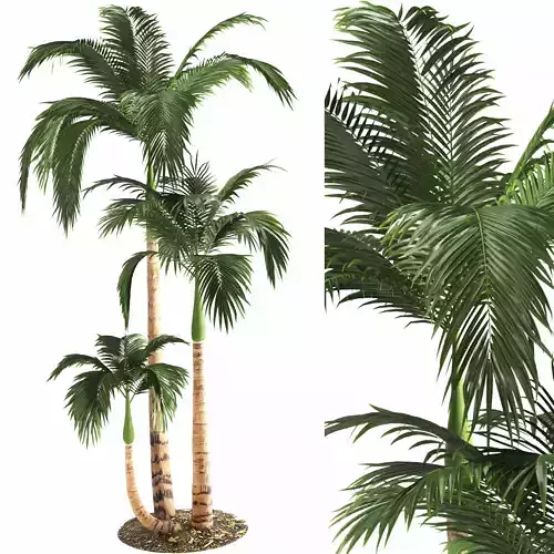 Hyophorbe lagenicaulis palm-01
