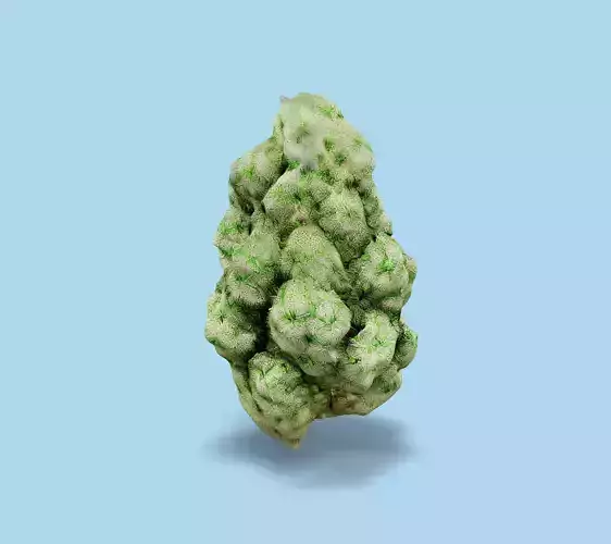 cannabis Low-poly 3D model