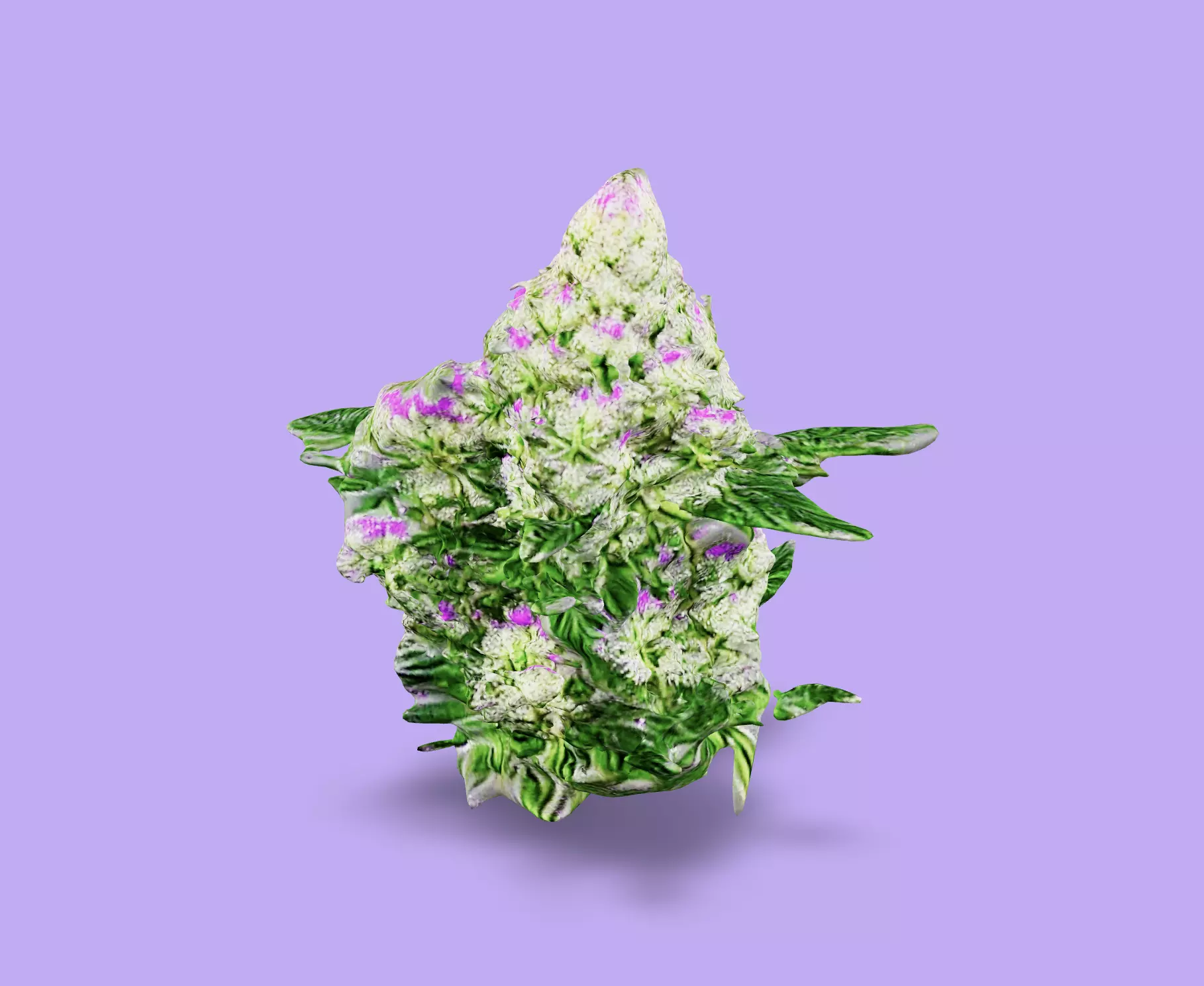 cannabis plant in full bloom just before harvest Low-poly 3D model