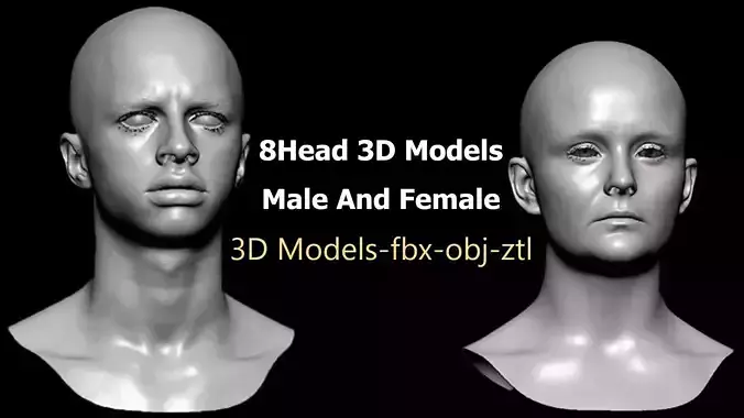 8 Head 3D Models  Male And Female 3D model