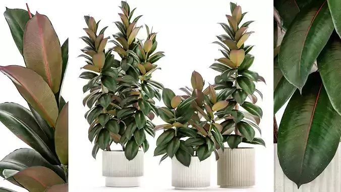 Ficus Tree Small Set White Modern Pot 1462
