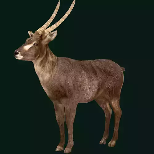 Elliptical Waterbuck Antelope Low-poly 3D model