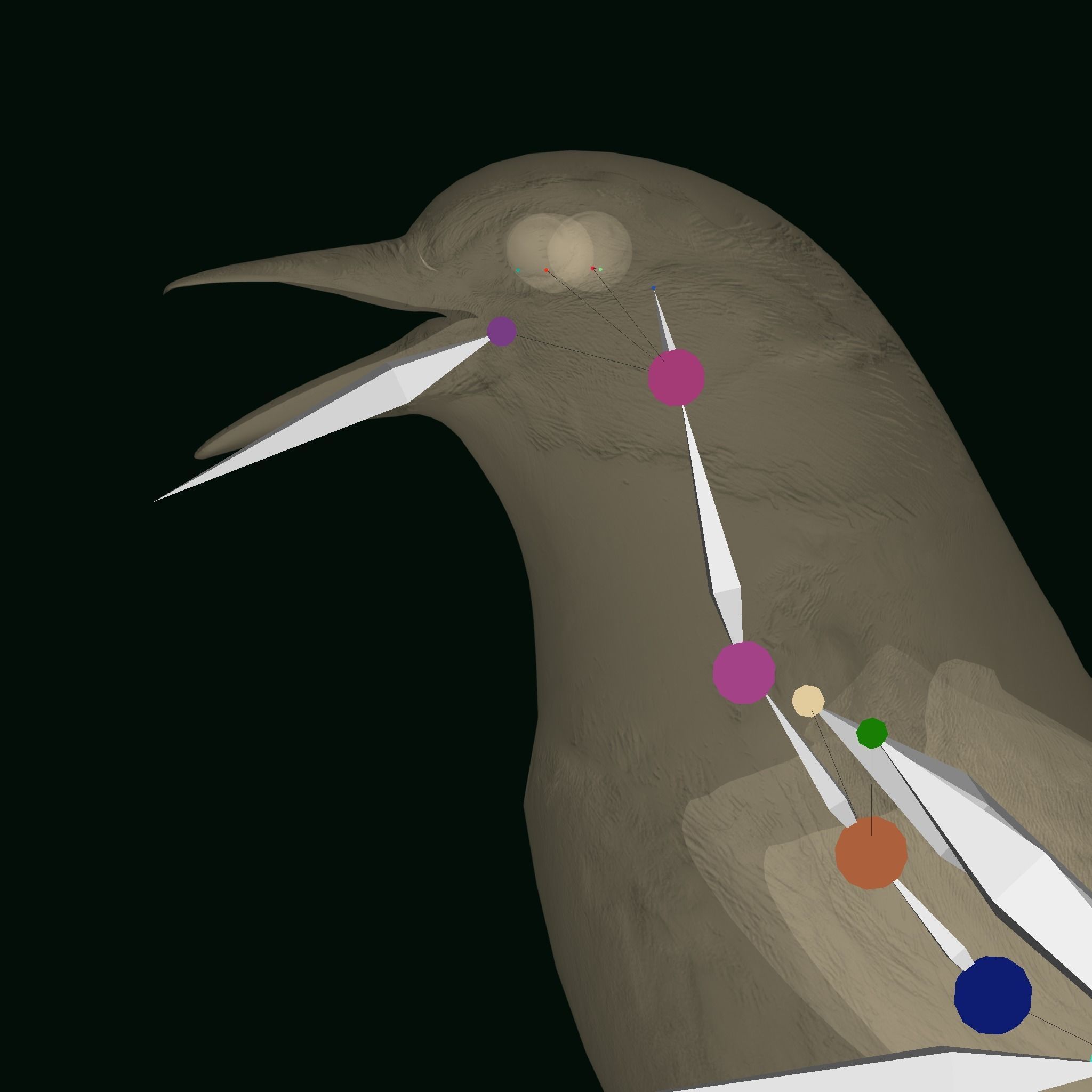 Golden Cheeked Warbler Songbird Low-poly 3D model_21