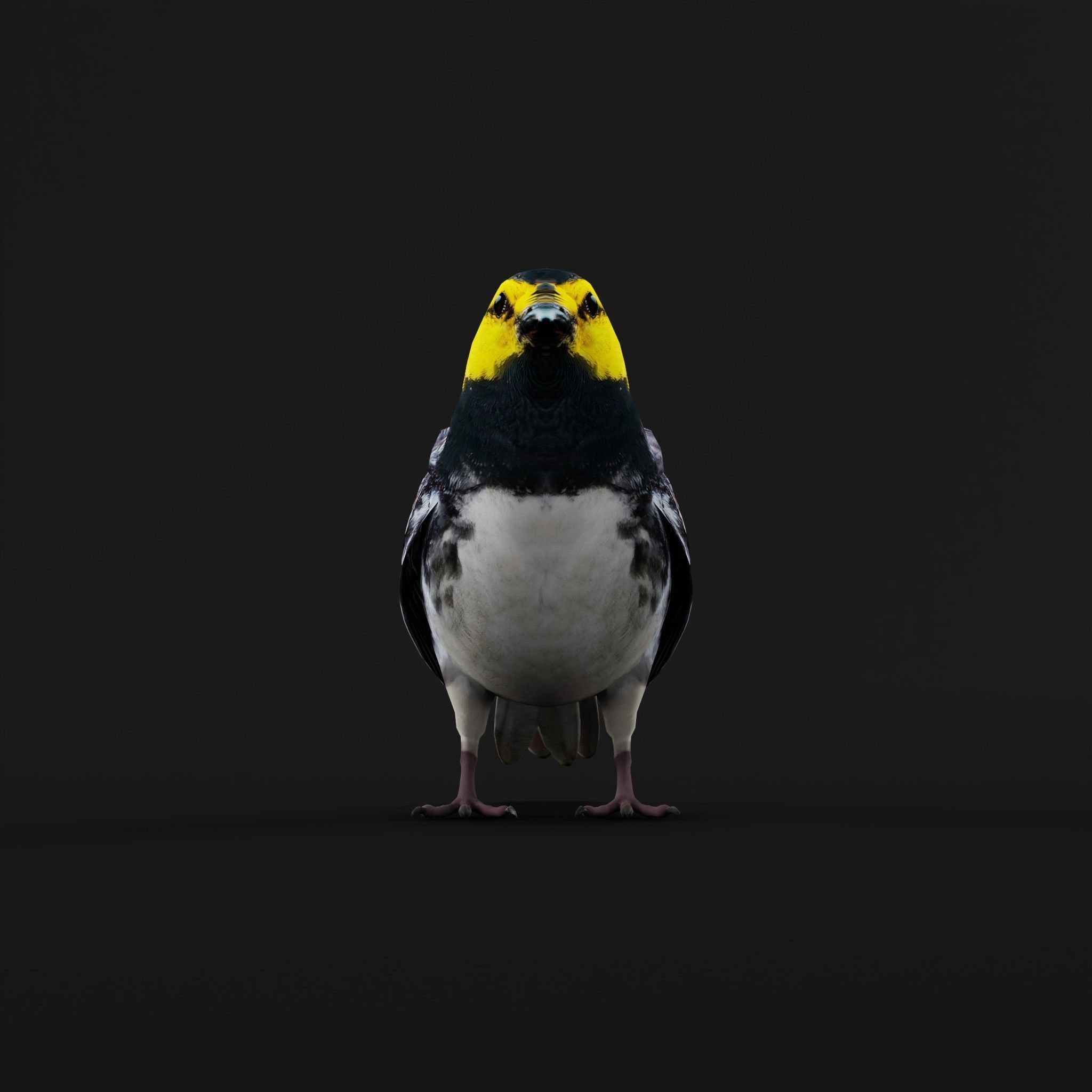 Golden Cheeked Warbler Songbird Low-poly 3D model_3