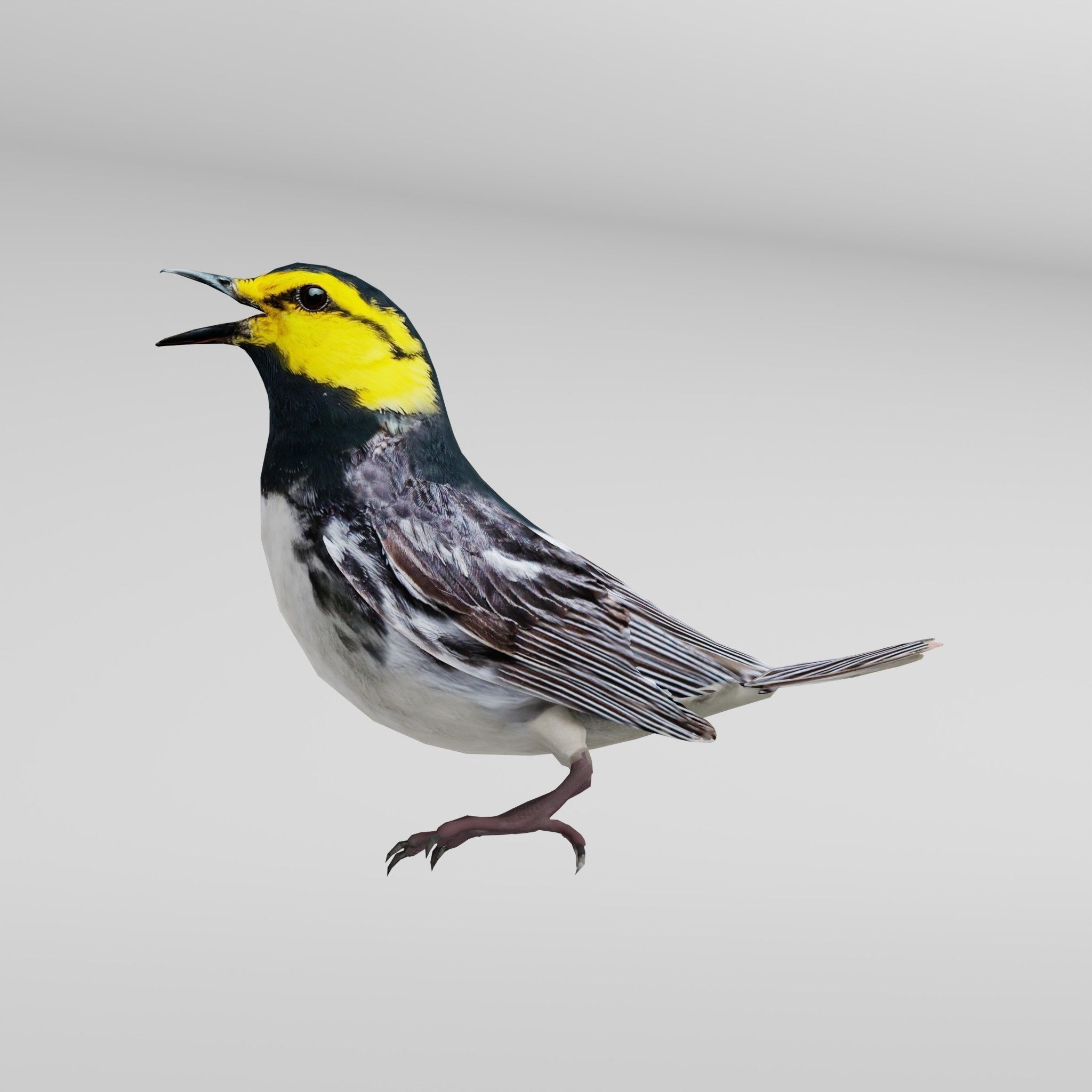 Golden Cheeked Warbler Songbird Low-poly 3D model_8