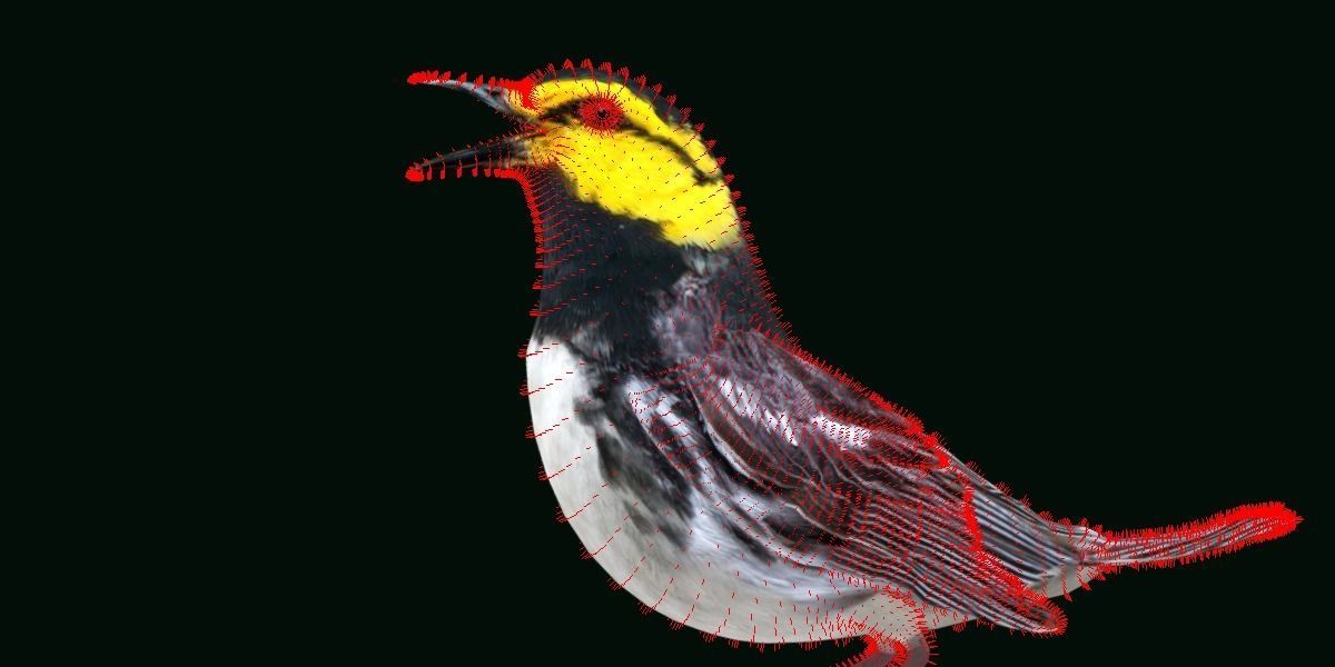 Golden Cheeked Warbler Songbird Low-poly 3D model_16