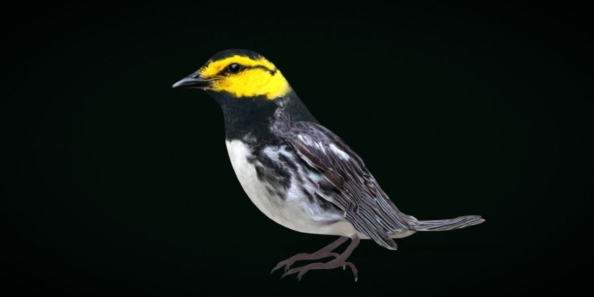 Golden Cheeked Warbler Songbird Low-poly 3D model_30