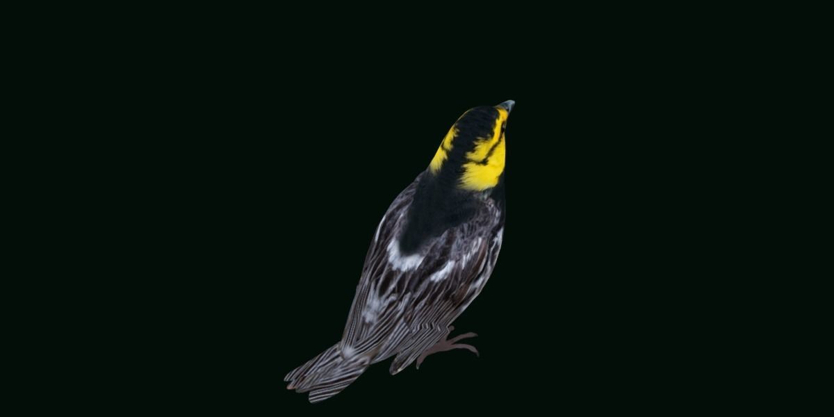 Golden Cheeked Warbler Songbird Low-poly 3D model_24