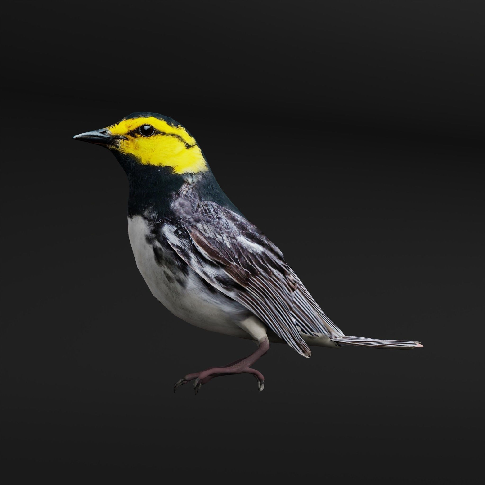 Golden Cheeked Warbler Songbird Low-poly 3D model_7
