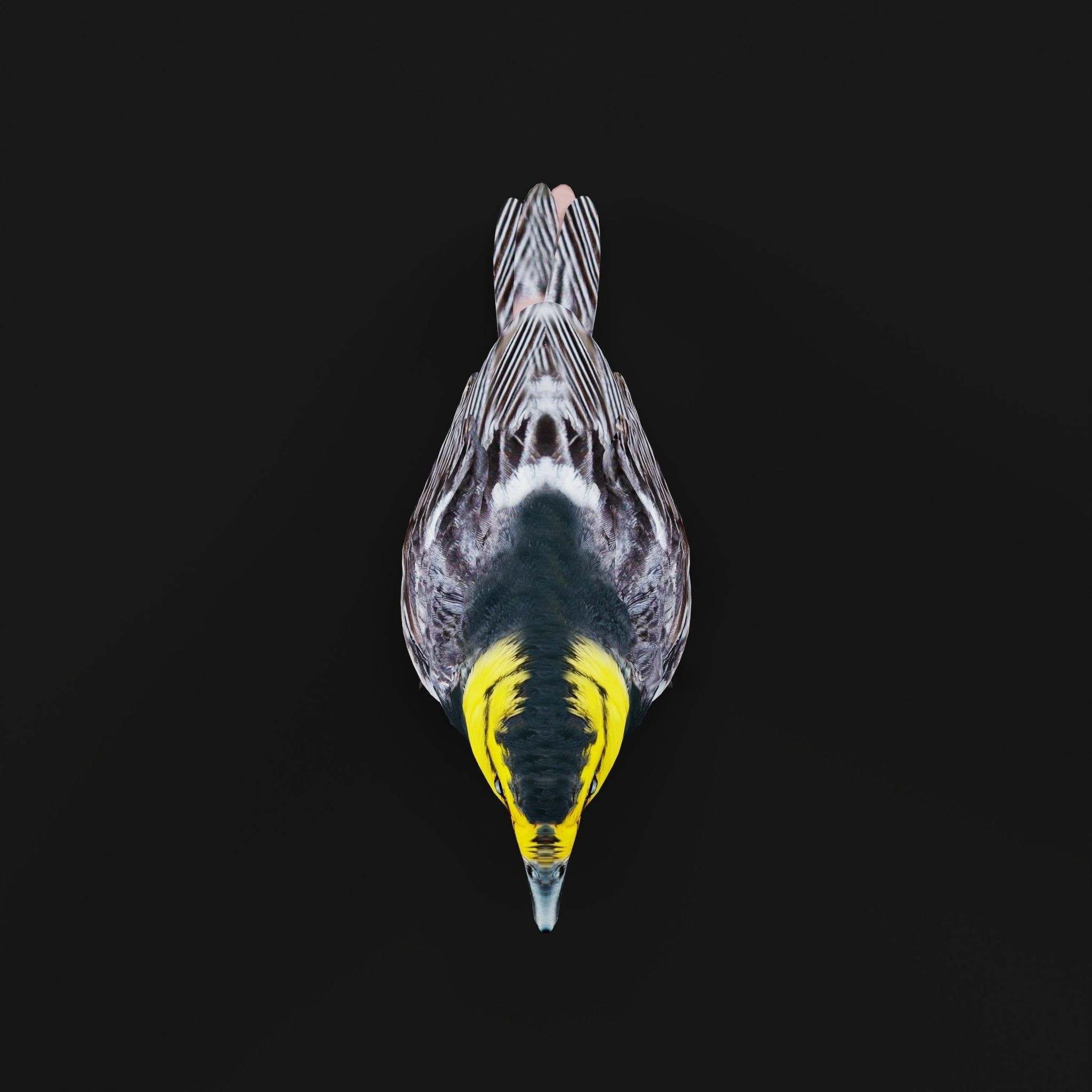 Golden Cheeked Warbler Songbird Low-poly 3D model_5