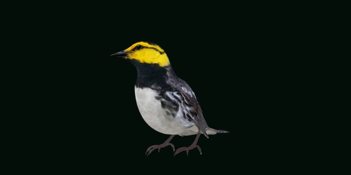 Golden Cheeked Warbler Songbird Low-poly 3D model_29