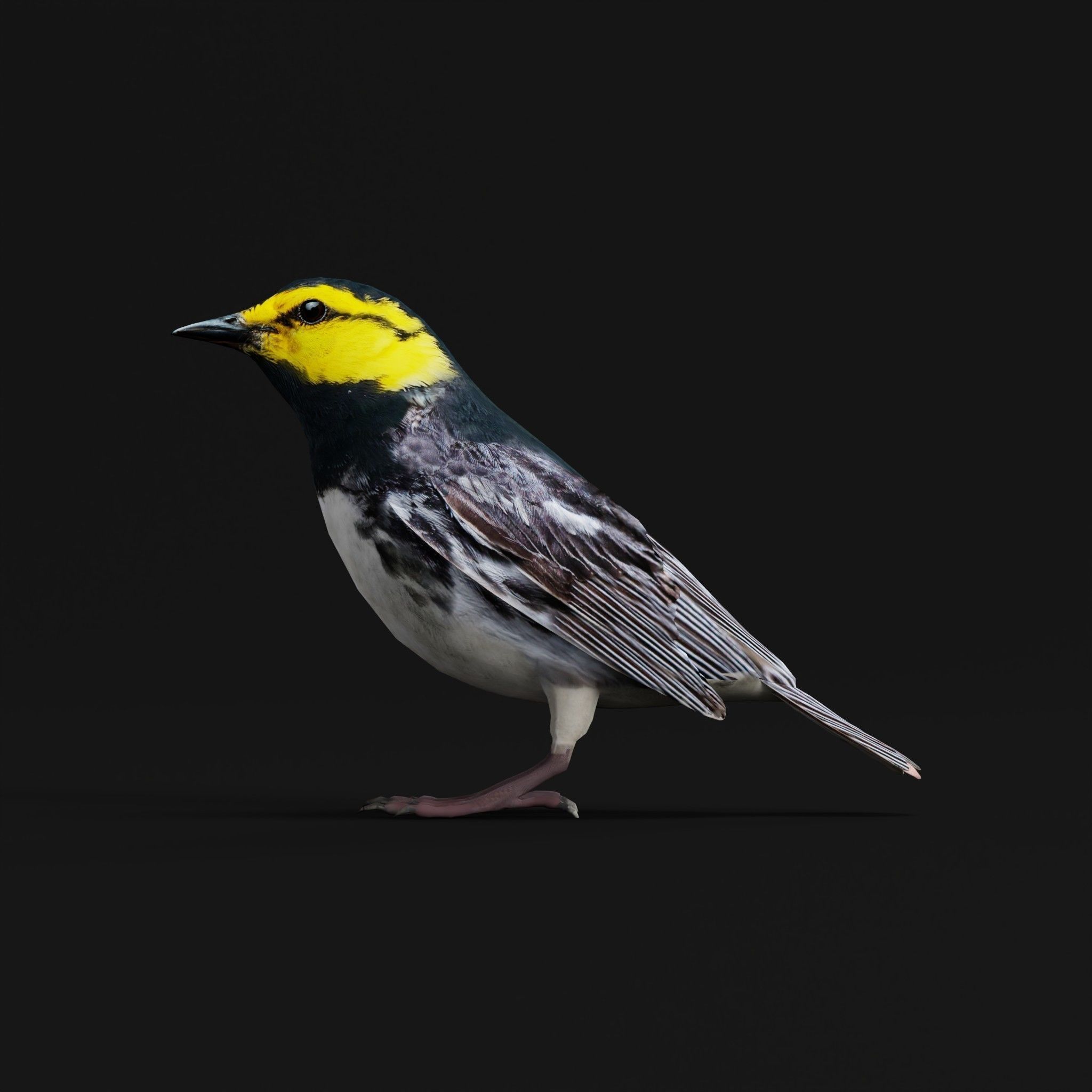 Golden Cheeked Warbler Songbird Low-poly 3D model_4