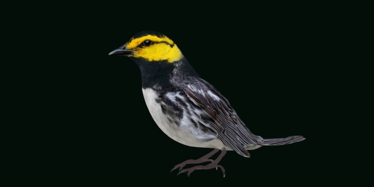 Golden Cheeked Warbler Songbird Low-poly 3D model_23