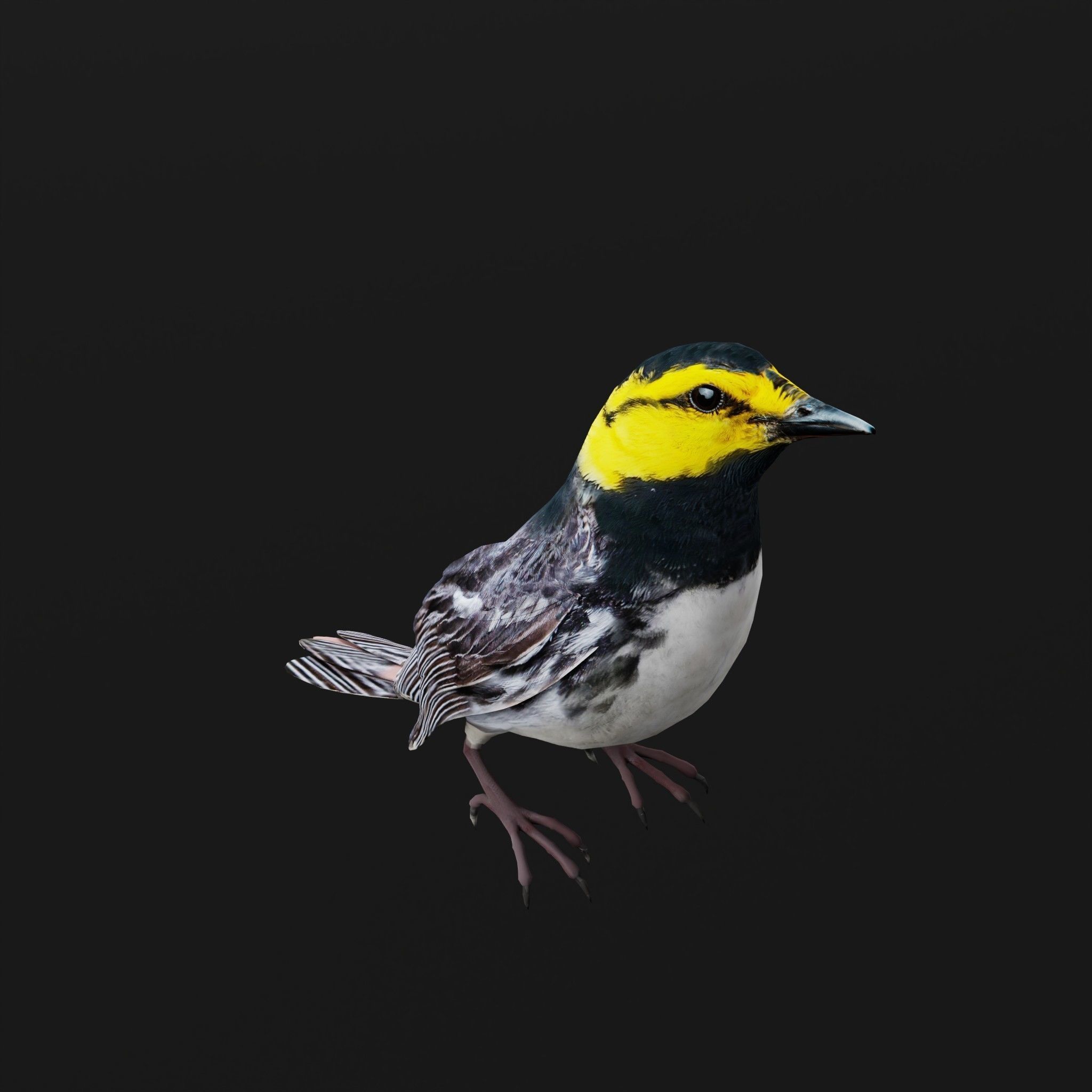Golden Cheeked Warbler Songbird Low-poly 3D model_6