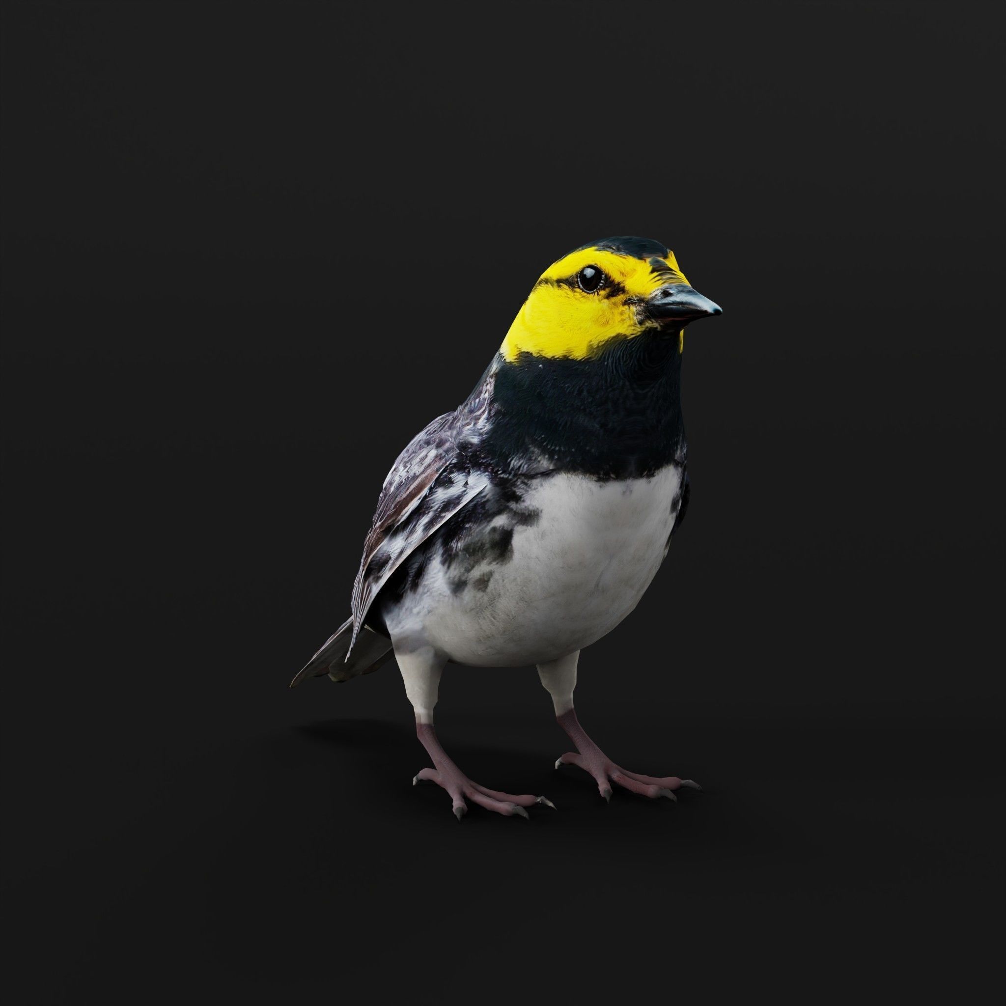 Golden Cheeked Warbler Songbird Low-poly 3D model_2