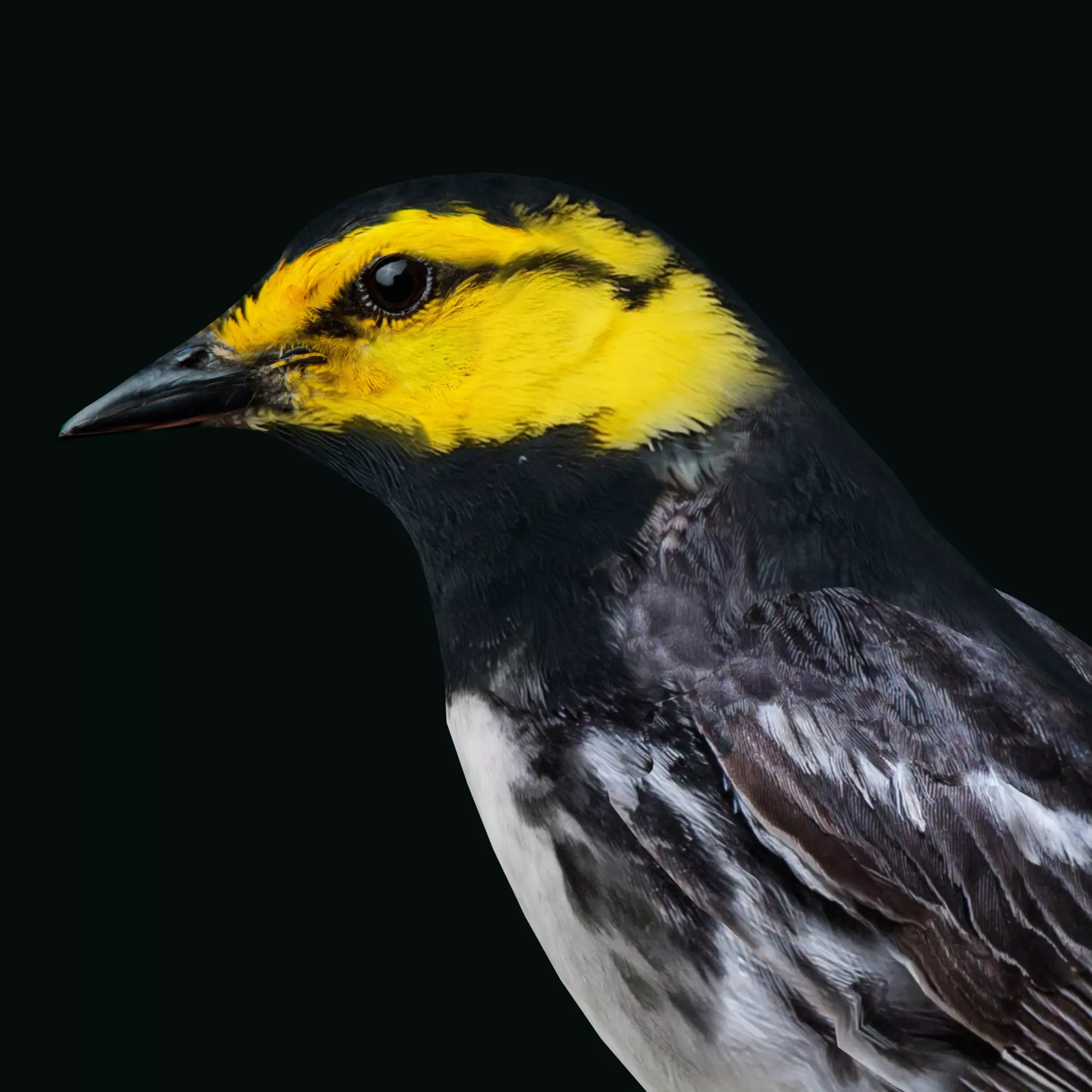 Golden Cheeked Warbler Songbird Low-poly 3D model_0