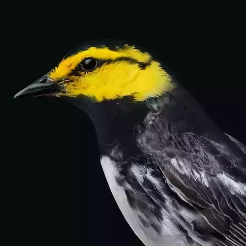 Golden Cheeked Warbler Songbird Low-poly 3D model