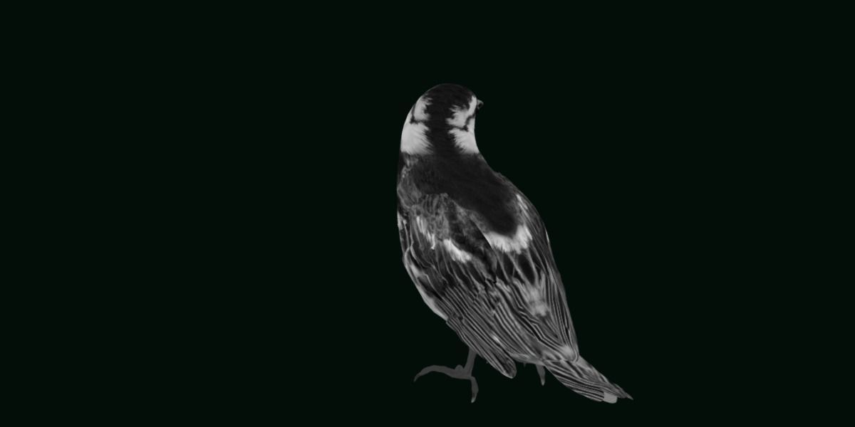 Golden Cheeked Warbler Songbird Low-poly 3D model_10