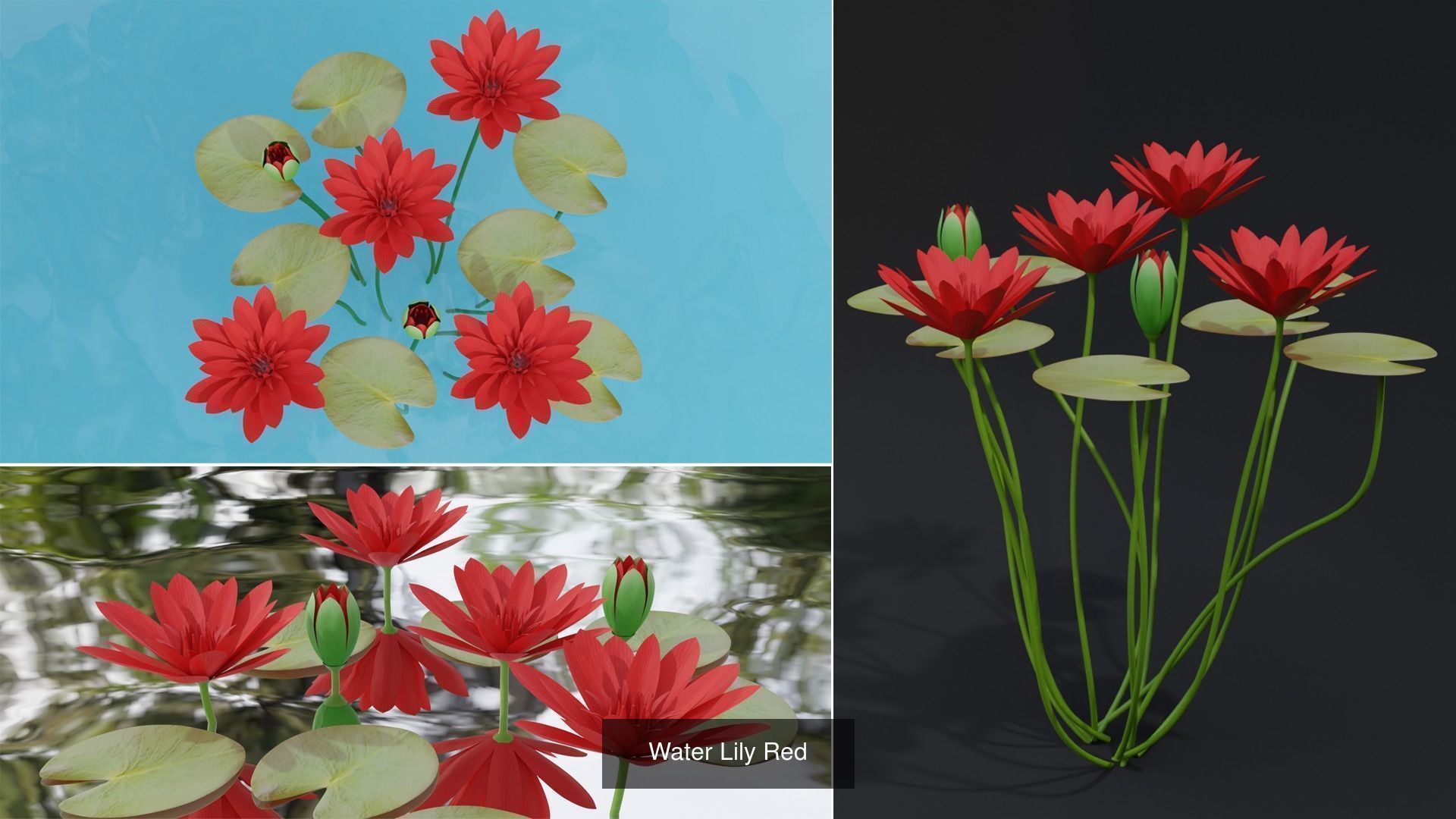 Water Lily Plant Collection _4