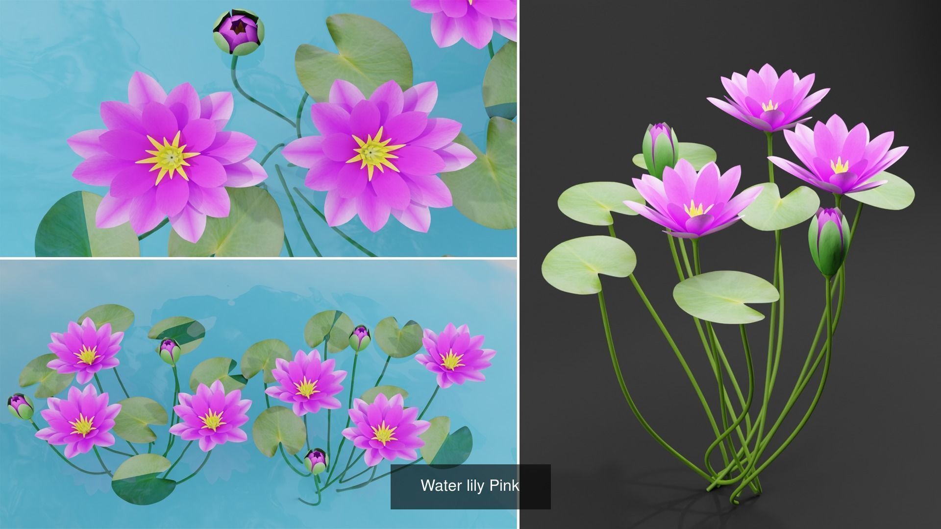 Water Lily Plant Collection _3