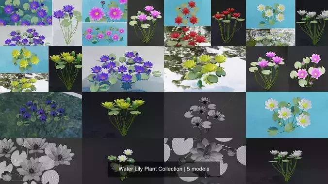 Water Lily Plant Collection