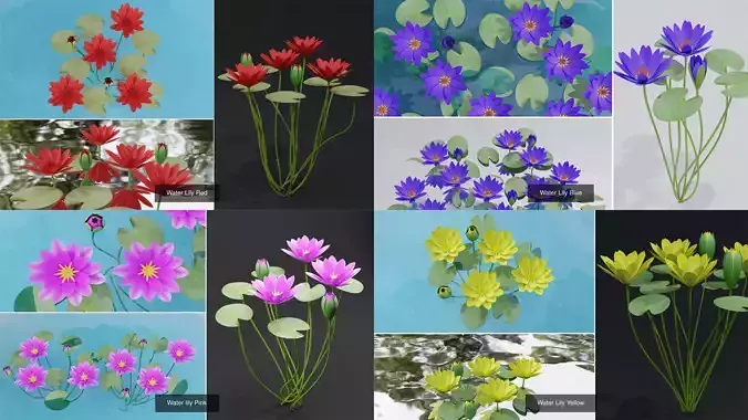 Water Lily Plant Collection 