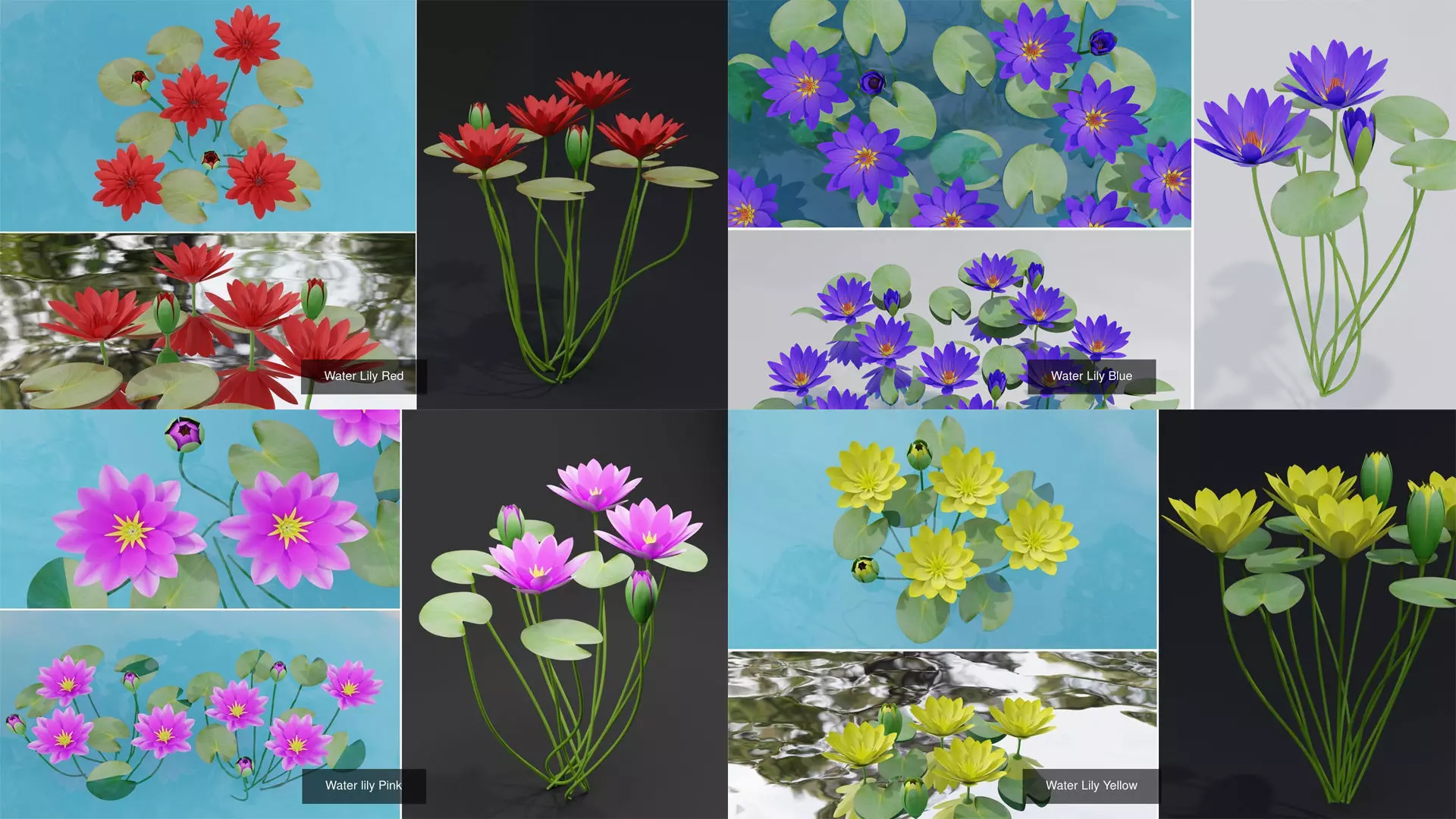 Water Lily Plant Collection _0