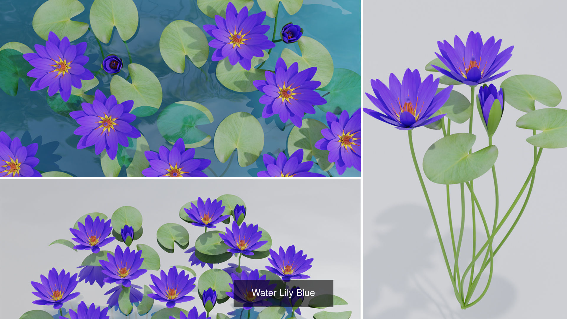 Water Lily Plant Collection _2