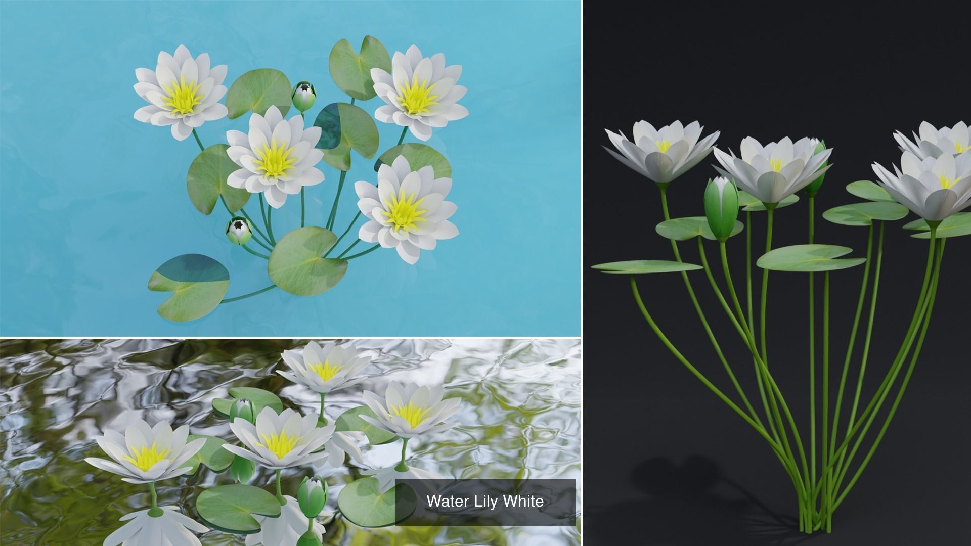 Water Lily Plant Collection _5