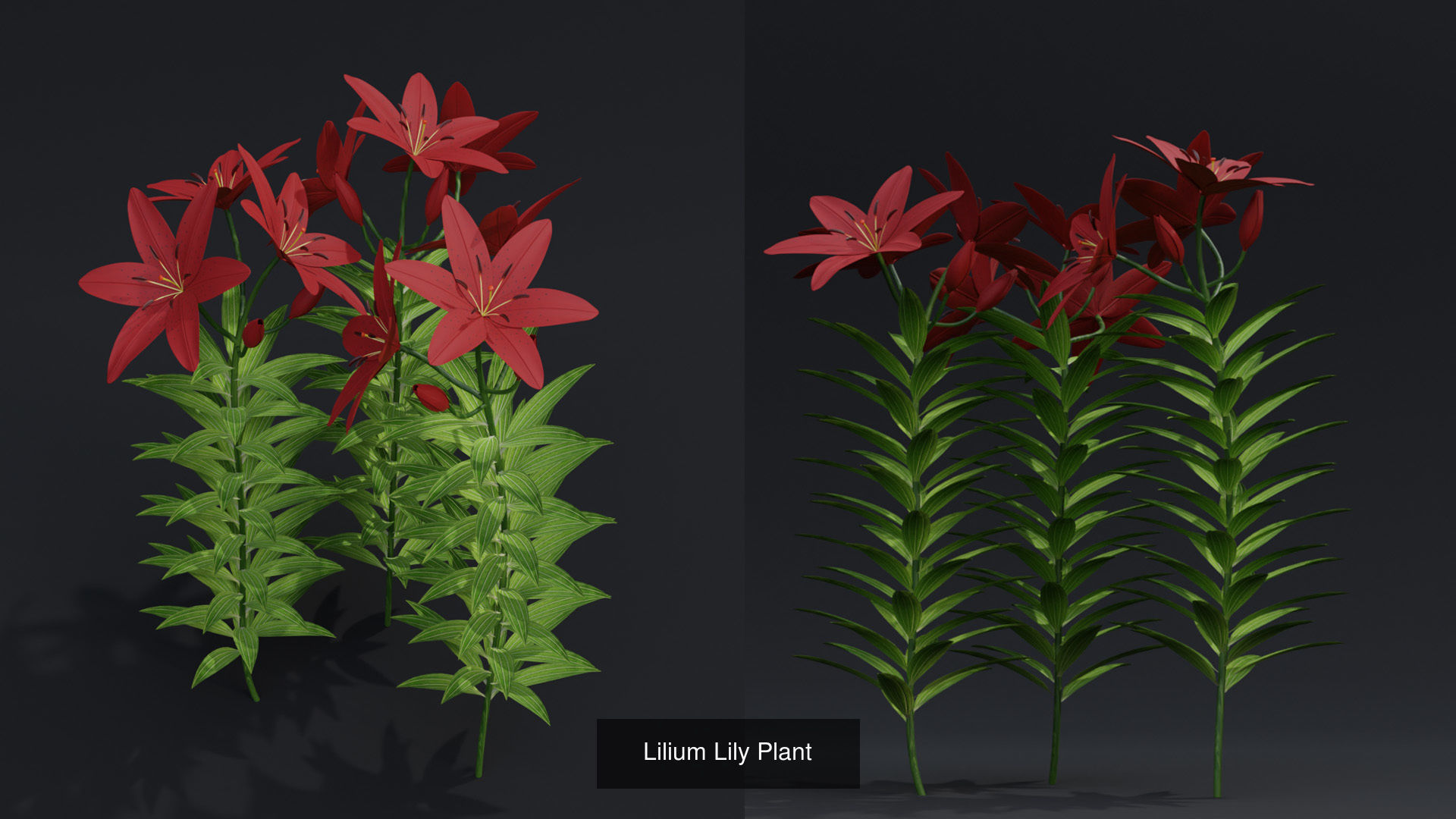 Flower Plant Collection _4