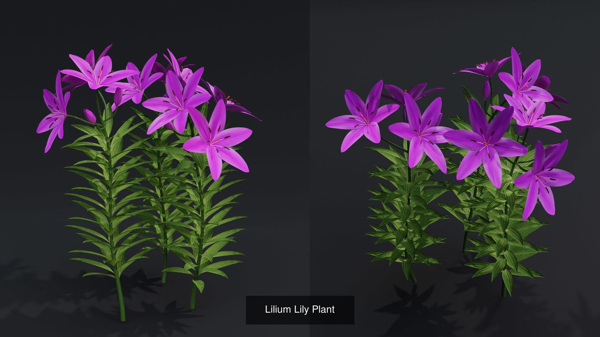 Flower Plant Collection _5