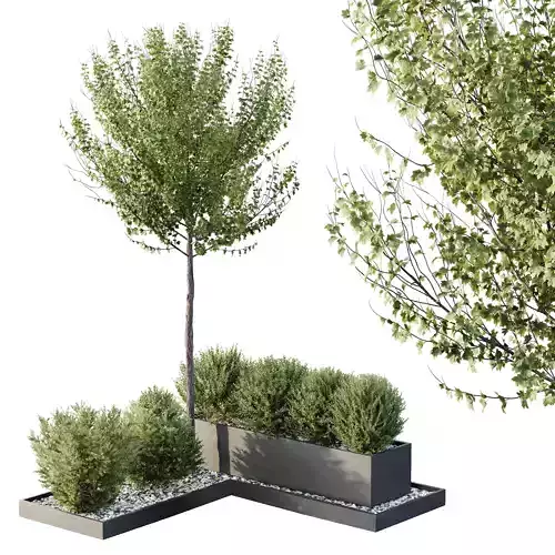 HQ Tree and bush garden box outdoor VOL 48