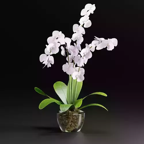Orchid flowers vol 173-3DModel