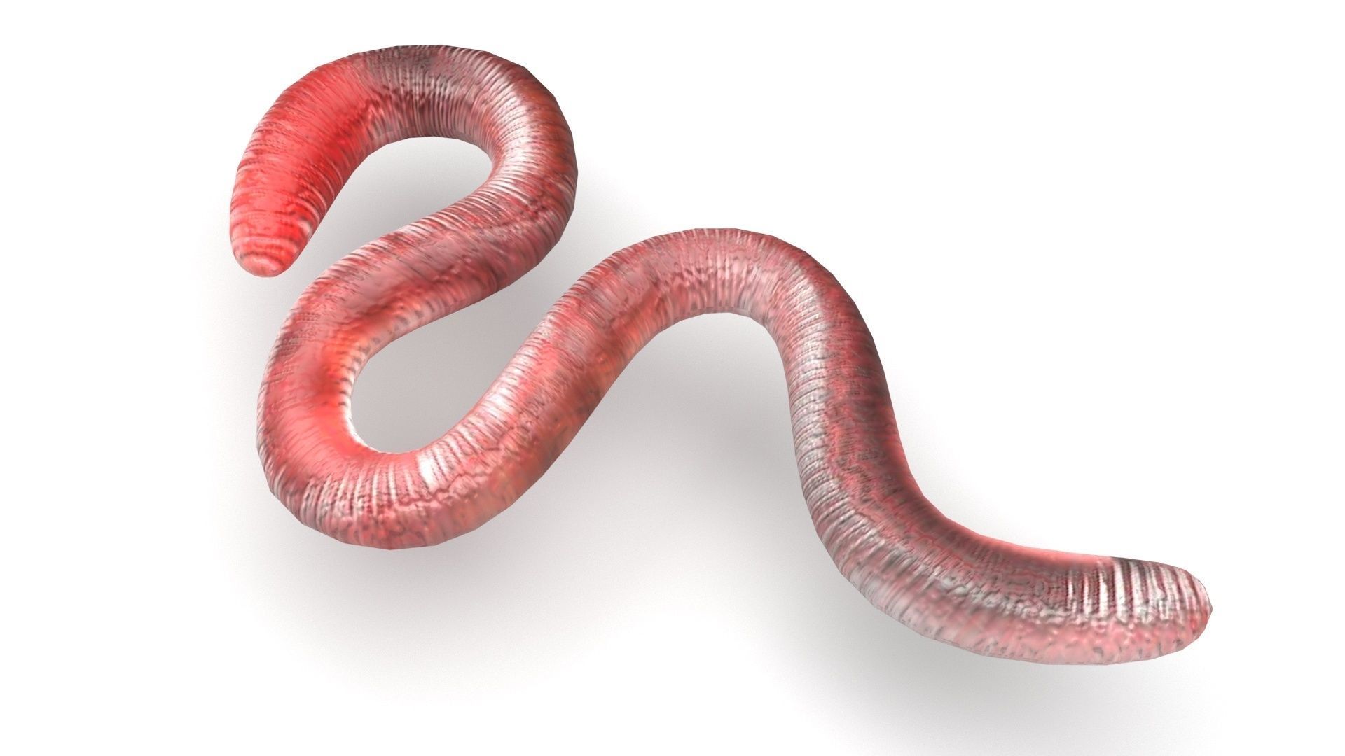 Earthworm 3D model_3