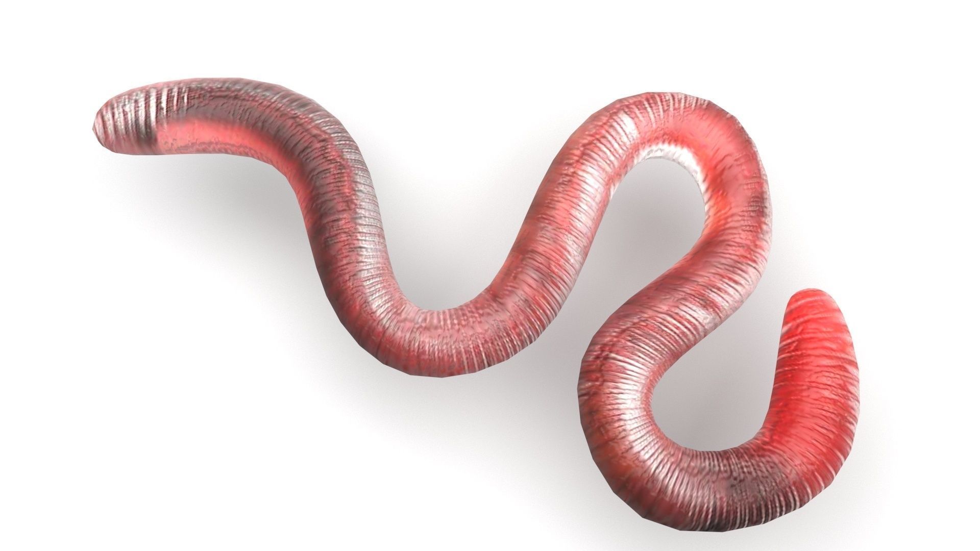 Earthworm 3D model_1