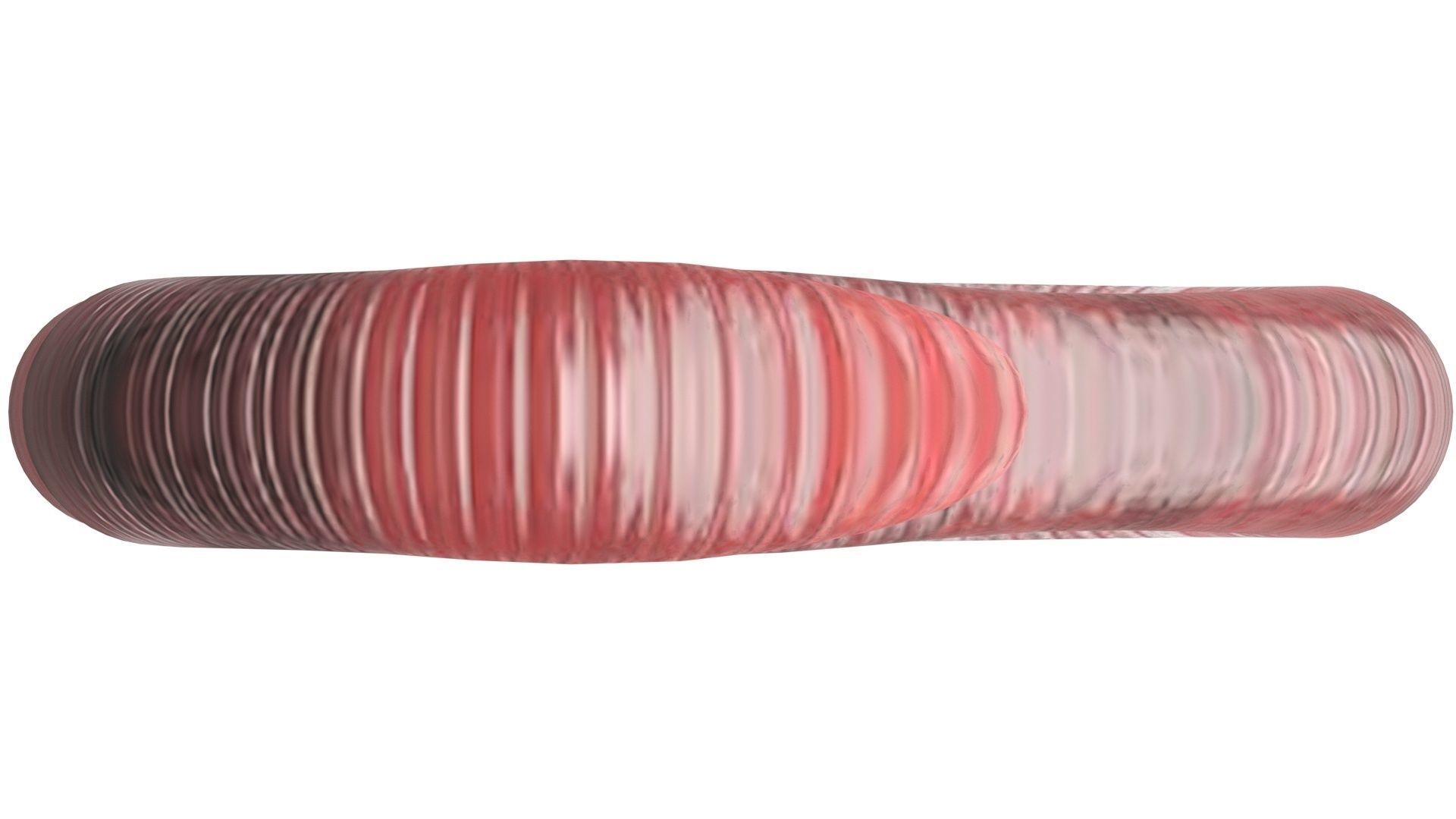 Earthworm 3D model_17