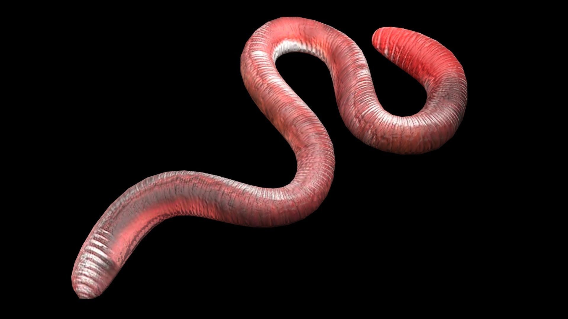 Earthworm 3D model_6