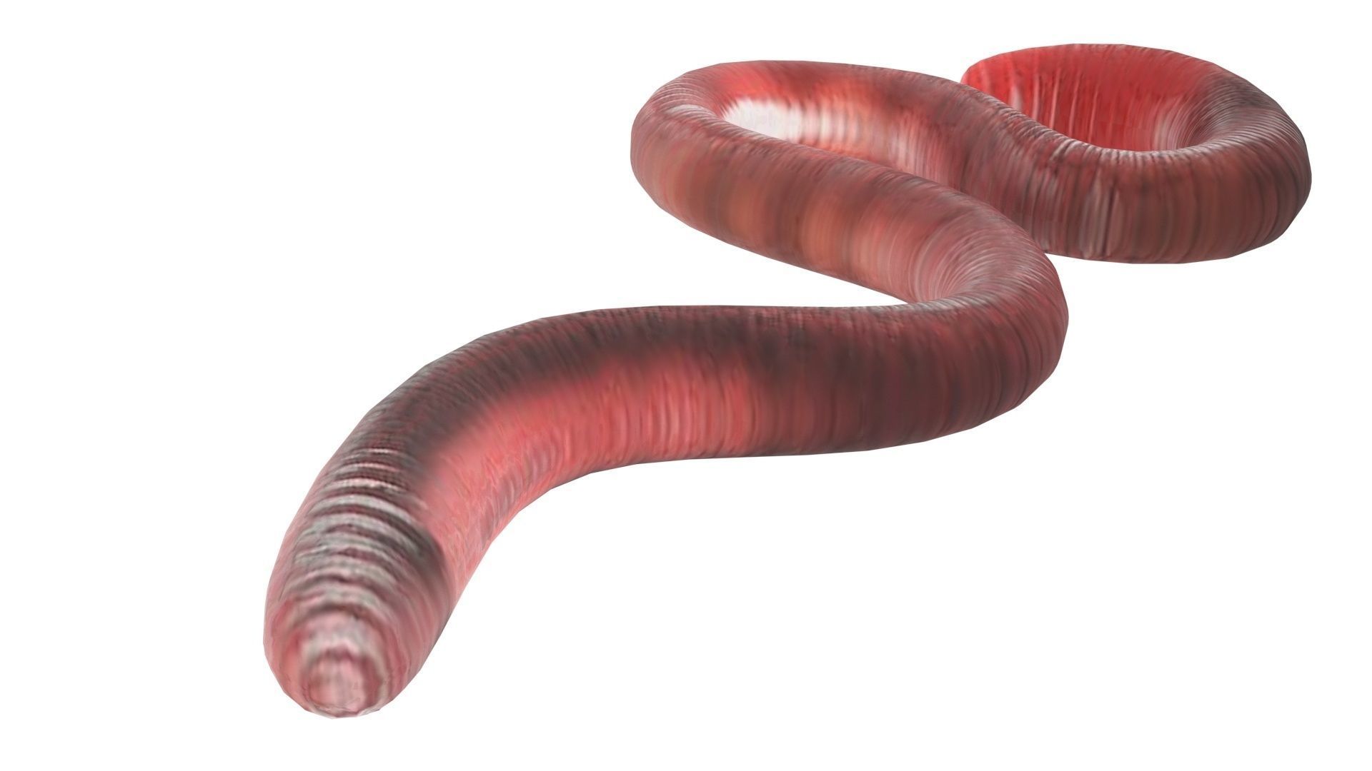 Earthworm 3D model_7