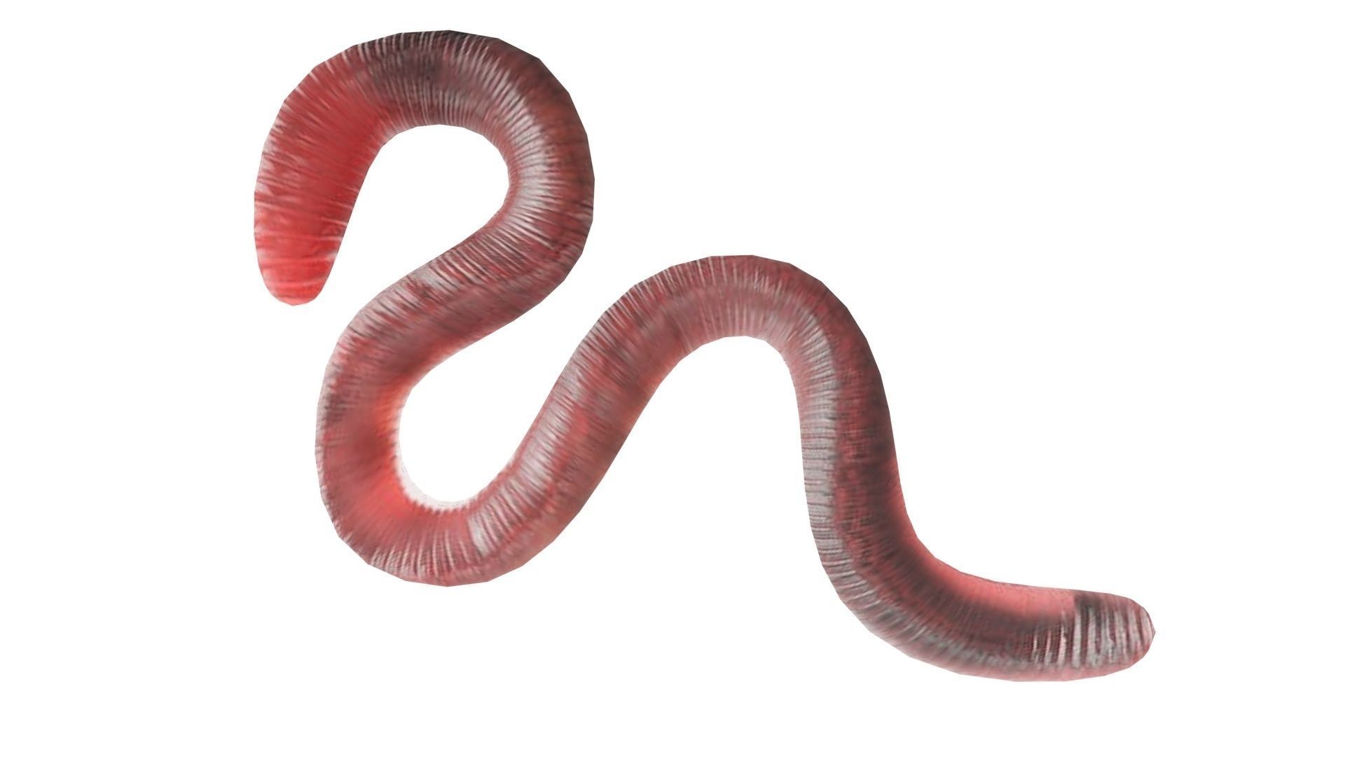 Earthworm 3D model_10