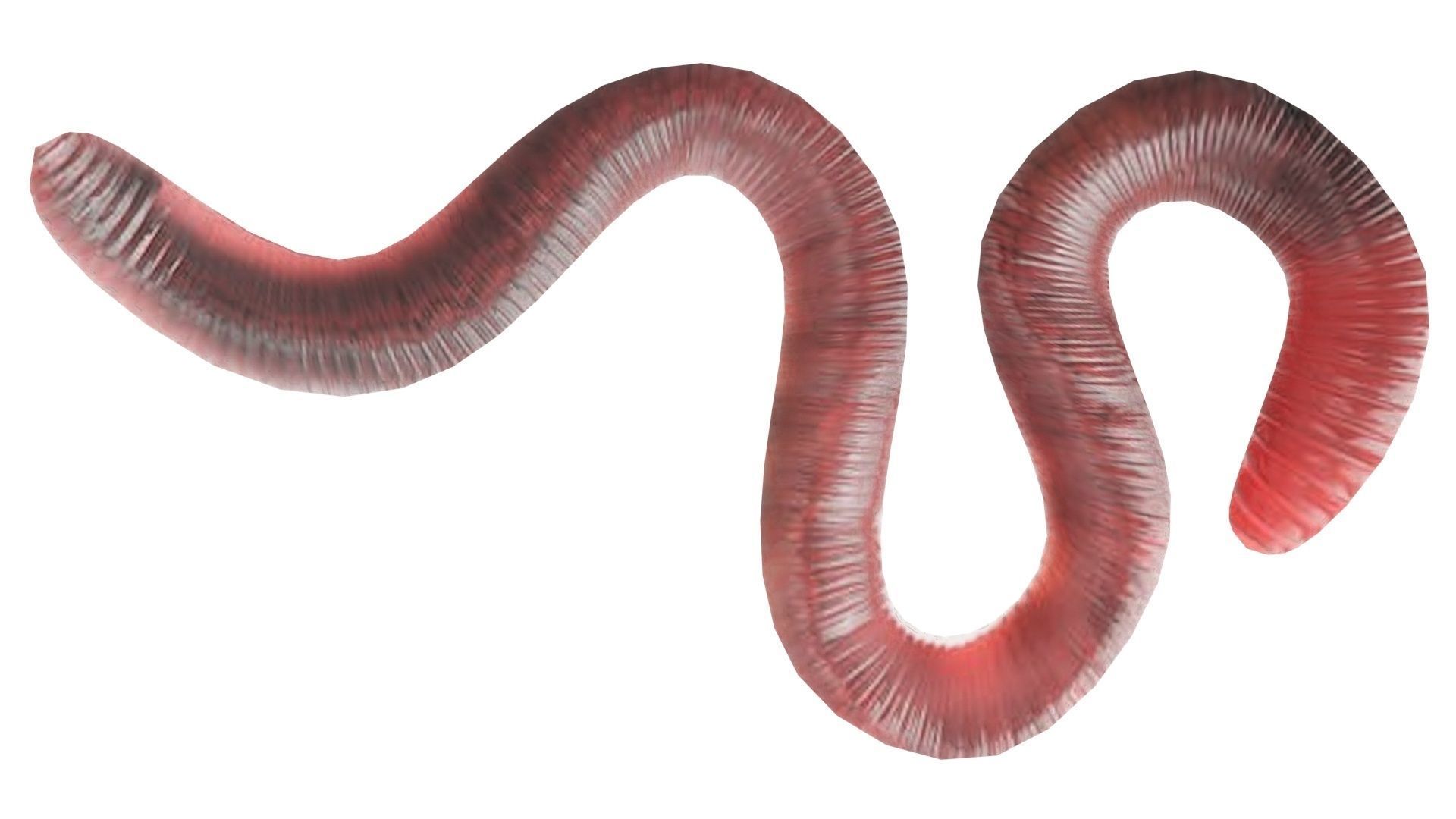 Earthworm 3D model_15