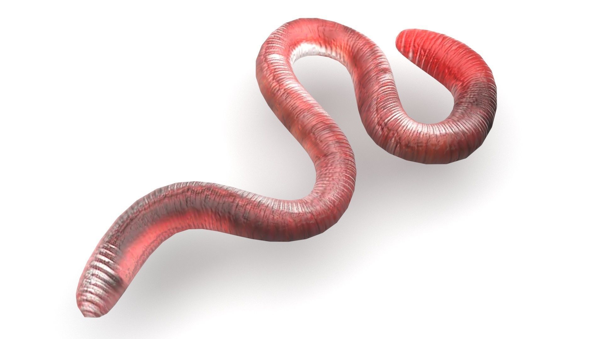 Earthworm 3D model_4
