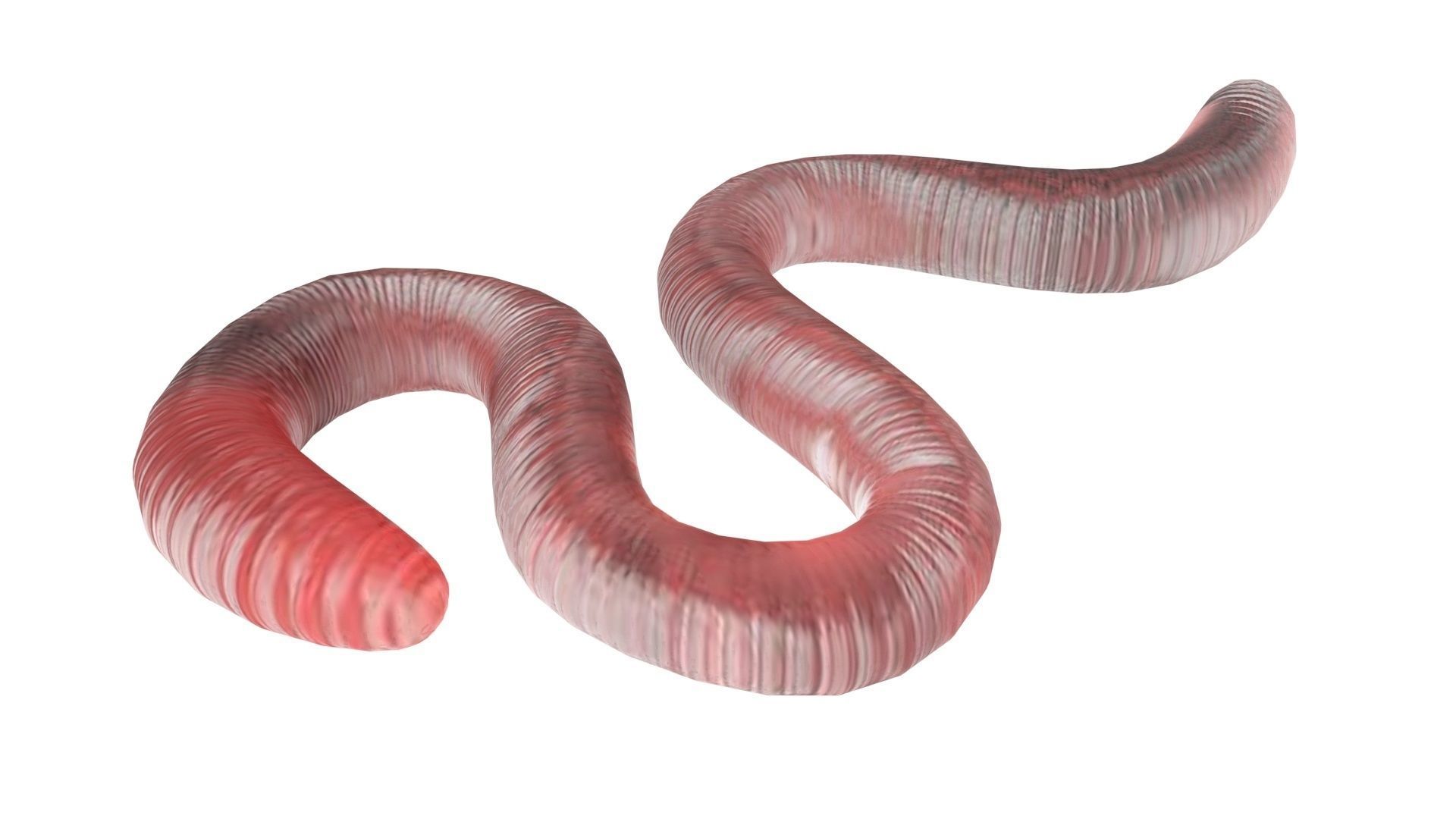 Earthworm 3D model_9