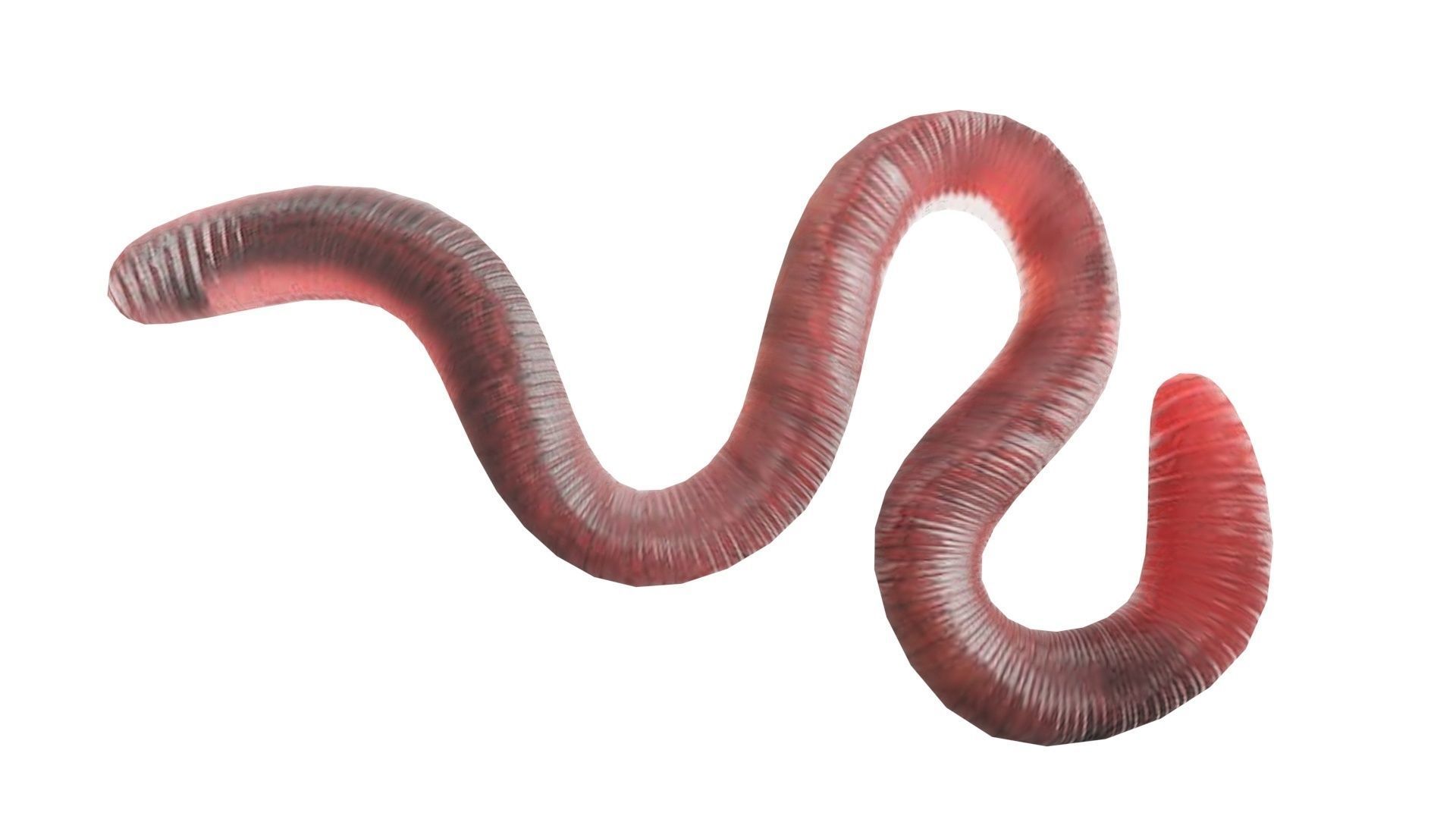 Earthworm 3D model_8