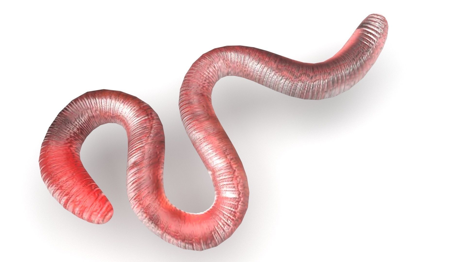 Earthworm 3D model_2
