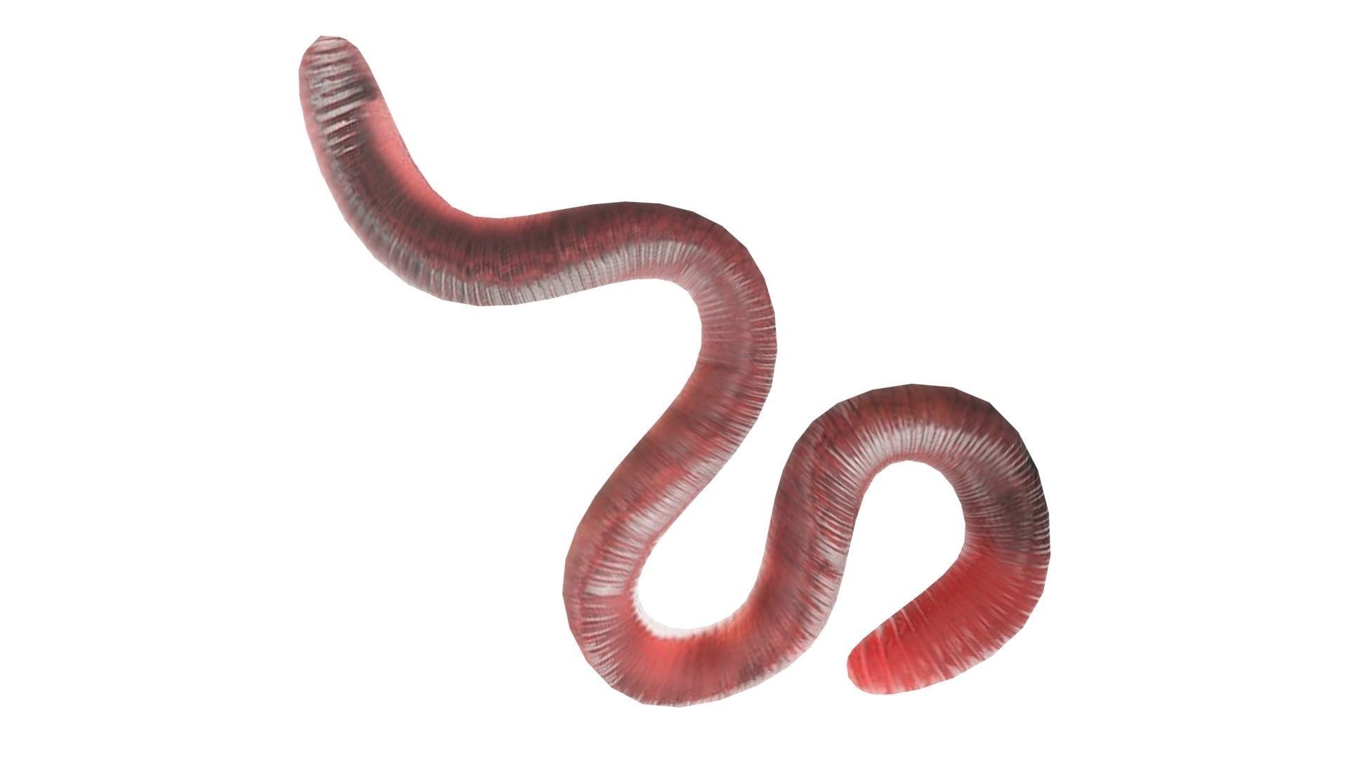 Earthworm 3D model_11