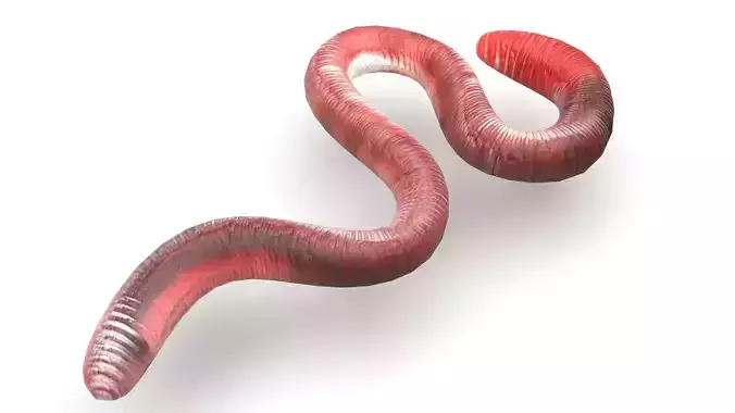 Earthworm 3D model