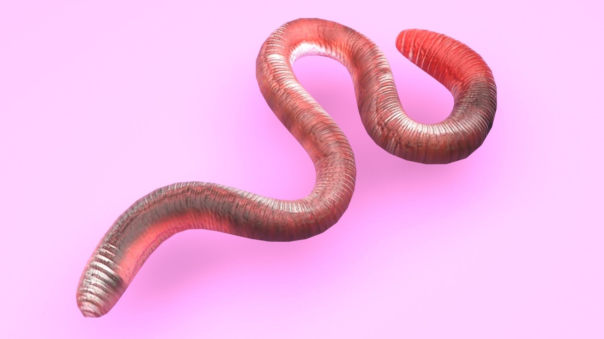 Earthworm 3D model_5